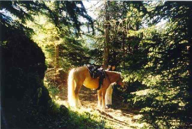 tarvisio1